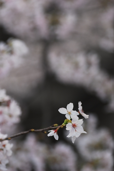 櫻　桜　さくら　サクラ　SAKURA_f0050534_9222815.jpg