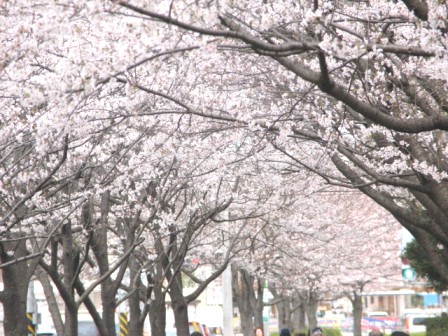桜に誘われて・・・_c0090236_21495215.jpg