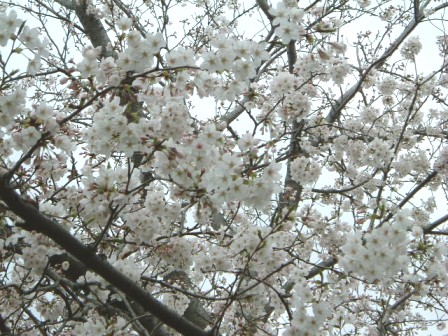 桜に誘われて・・・_c0090236_21513683.jpg