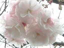 桜に誘われて・・・_c0090236_21572219.jpg