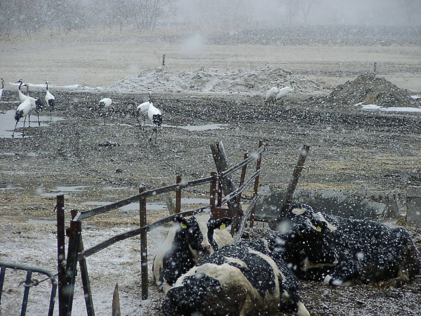 なごり雪 3月31日_f0113639_11412083.jpg