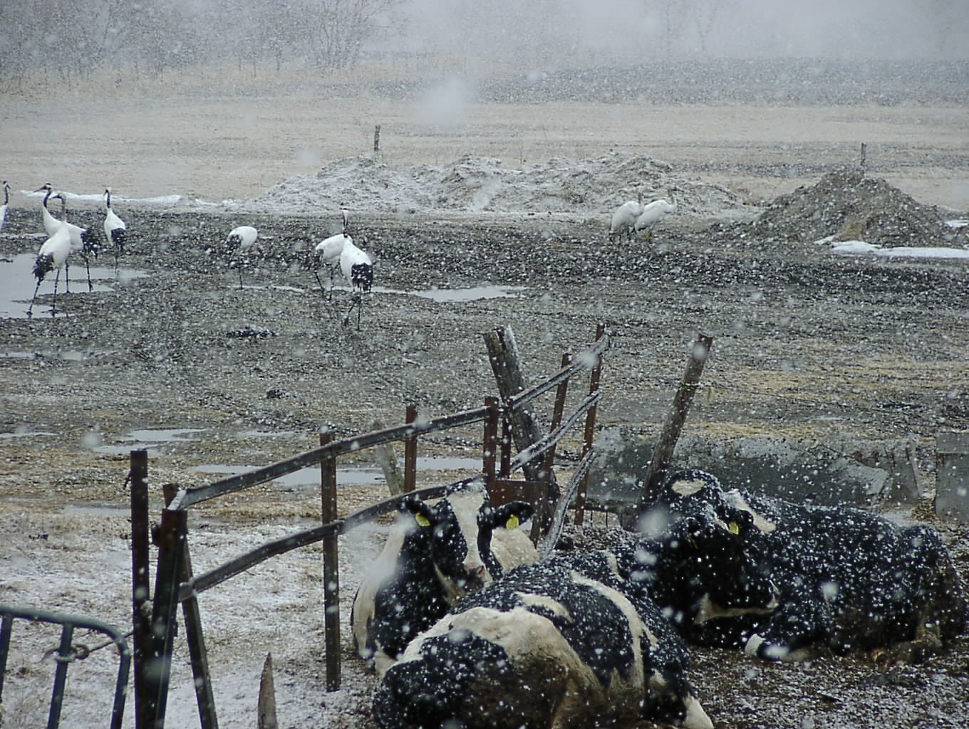 なごり雪　　　　　3月31日_f0113639_11412083.jpg