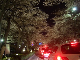 車窓からの夜桜。_f0065542_22341443.jpg