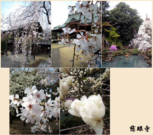 しだれ桜と・・・_e0046446_13551895.jpg