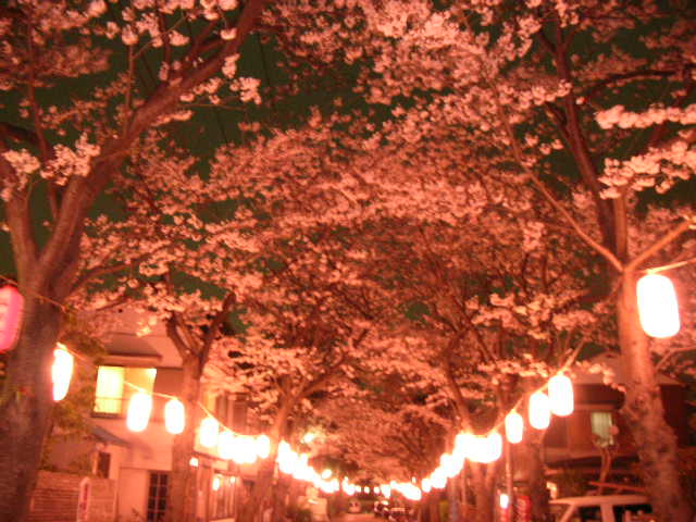 3/31　土　　　夜桜_c0030950_22575571.jpg