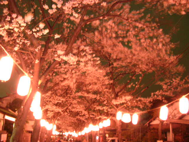 3/31　土　　　夜桜_c0030950_2258105.jpg