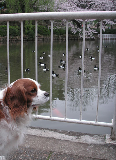 海軍道路の桜並木＆三ッ池公園_e0096955_21203791.jpg