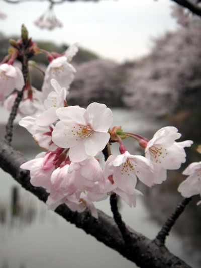 海軍道路の桜並木＆三ッ池公園_e0096955_2192767.jpg