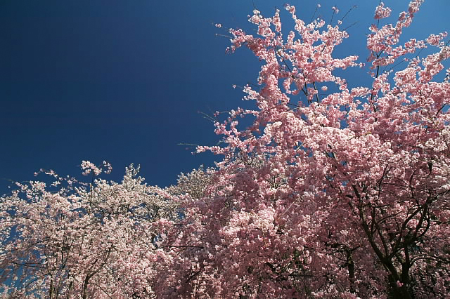 桜_c0101558_2310257.jpg