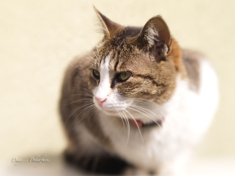 Lensbabyで猫_d0079559_20313798.jpg