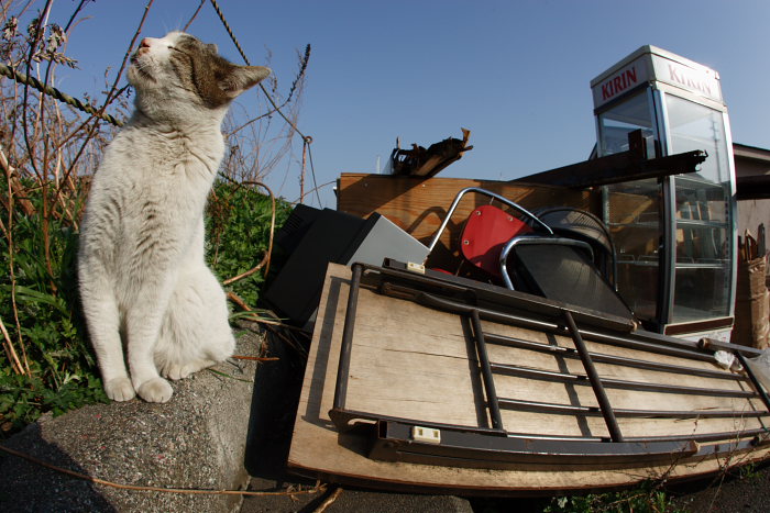 失せ猫を呼び戻すおまじない 野良っ猫写真日記