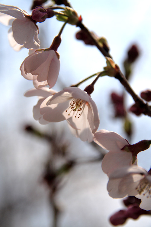 竹沼桜まつり Part2_c0114161_19235390.jpg