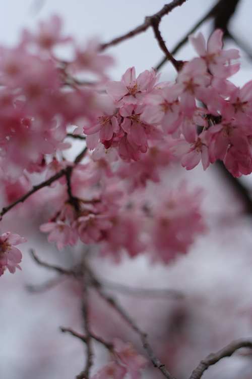 竹沼桜まつり Part2_c0114161_19253025.jpg