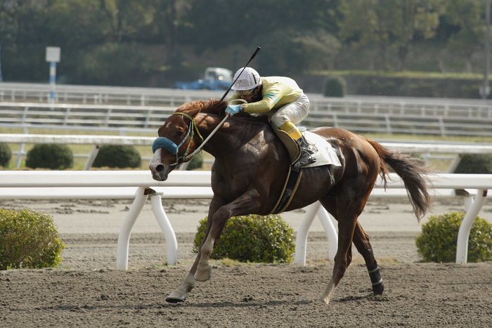 2007年3月25日（日） 高知競馬 8R 河田知佳子誕生日特別 レース_a0077663_1520431.jpg