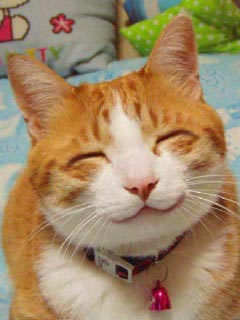 私の待ち受け画面 幸せを運ぶ猫 朝倉美沙公式ブログ みさのへや