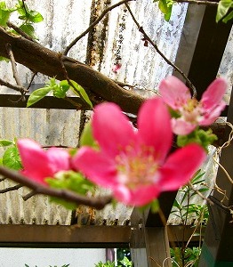c0078480_0314097.jpg