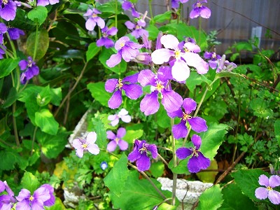 c0078480_0361292.jpg