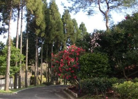 d0038294_4225145.jpg