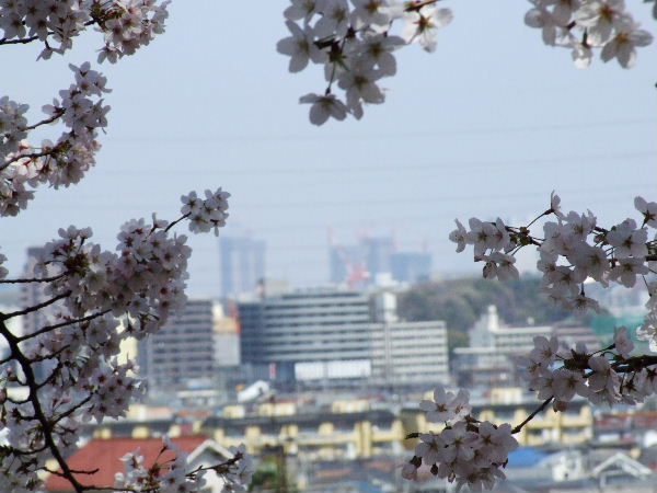 桜の花飾り_a0094297_1554286.jpg