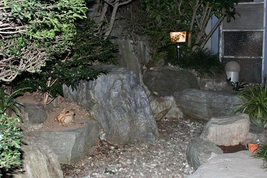 我が家の小さな日本庭園 えるだま 世界の国から 我が家の小さな日本庭園 えるだま 世界の国から
