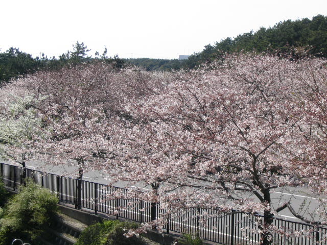 桜が満開です_c0110701_16153735.jpg