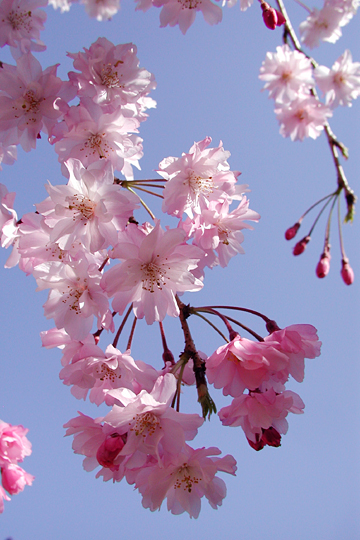 桜とともに新しい年。_f0119701_1172871.jpg