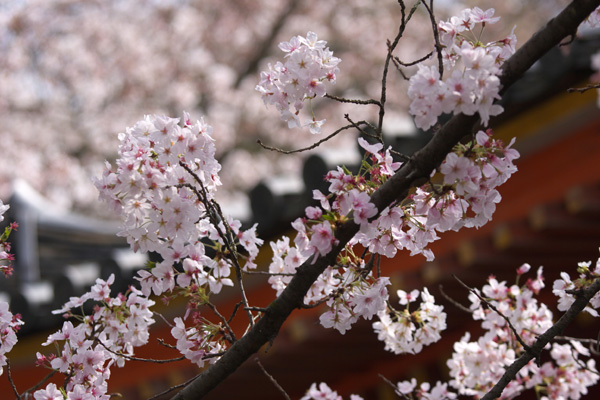 「紀三井寺1」_b0043304_2372167.jpg