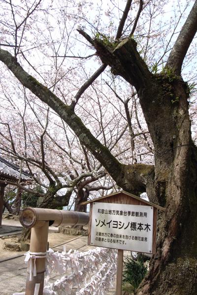 「紀三井寺1」_b0043304_238716.jpg