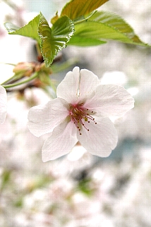 c0039205_21595331.jpg
