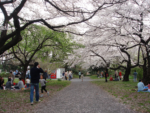 花見*3　小石川植物園_c0077407_17212359.jpg