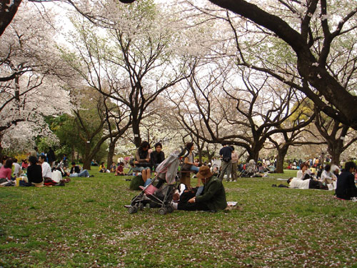 花見*3　小石川植物園_c0077407_17213581.jpg