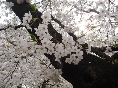 花見*3　小石川植物園_c0077407_17214668.jpg