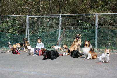 犬の運動会_e0029307_1951990.jpg