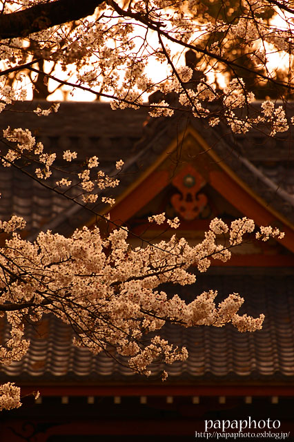 秋葉神社の桜_f0041908_22213261.jpg