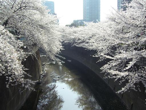 桜　満開_c0003409_13135649.jpg