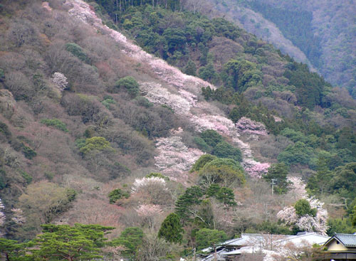 嵐山と亀山公園_e0048413_21511628.jpg