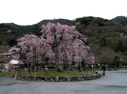 嵐山と亀山公園_e0048413_2151333.jpg