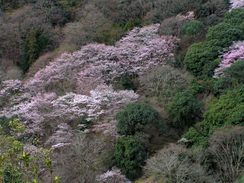 嵐山と亀山公園_e0048413_21535672.jpg