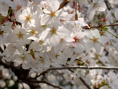 2007年の桜_a0030914_18102184.jpg