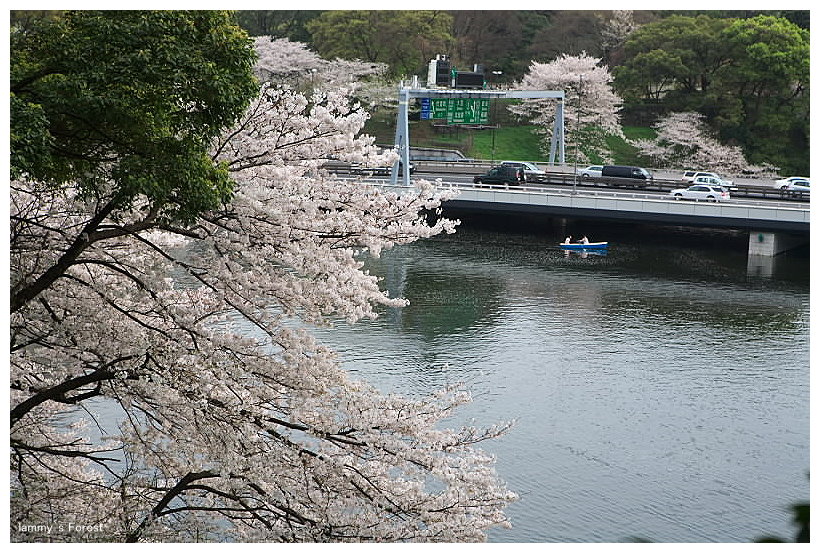 竹橋～千鳥ヶ淵（桜）_f0014815_2322091.jpg