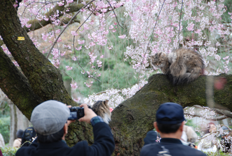 御所のお昼寝ねこ_a0068021_344476.jpg