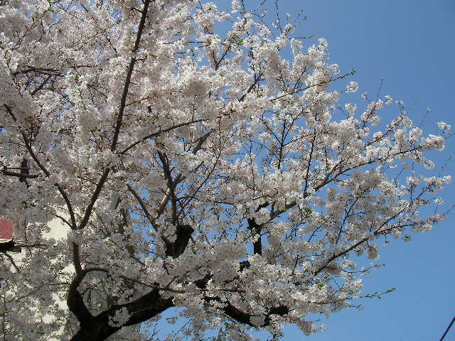 桜の季節　届かなかった願い_a0008523_11203049.jpg