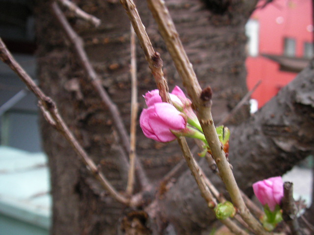 桜の季節　届かなかった願い_a0008523_11205888.jpg