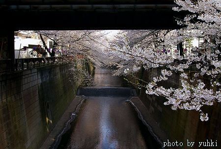 目黒川の桜、_a0043323_15201085.jpg