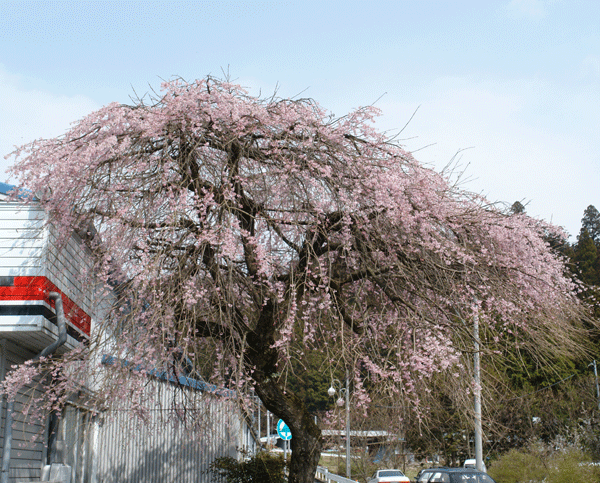 稲武の桜情報、パート4・・・・4/1_b0030123_1254588.gif