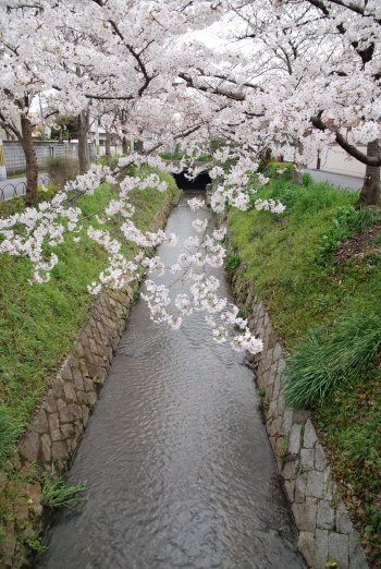 疏水分流の桜_f0122724_23181445.jpg