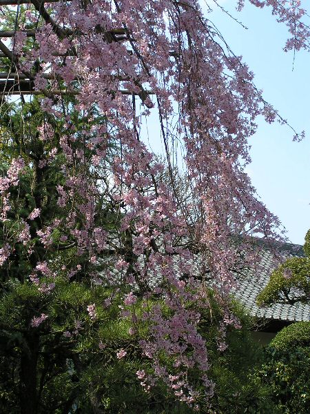 枝垂れ桜_a0027125_741262.jpg