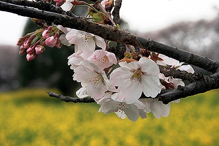 a0034225_22173637.jpg