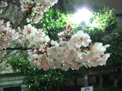 夜桜を見たりした週末_b0009228_23583362.jpg