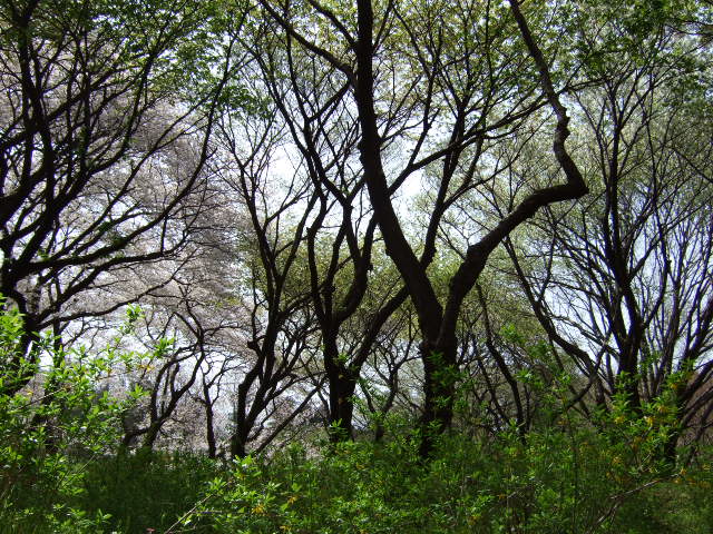 d0086329_23105381.jpg